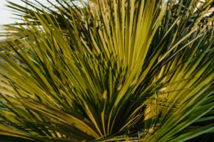 saw palmetto